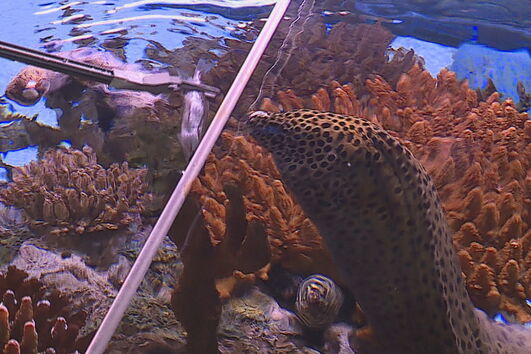 Oceanário: os segredos da alimentação das espécies numa das principais atrações de Lisboa