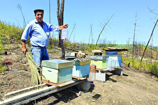 Manuel Rebeca perdeu 28 das 30 colmeias