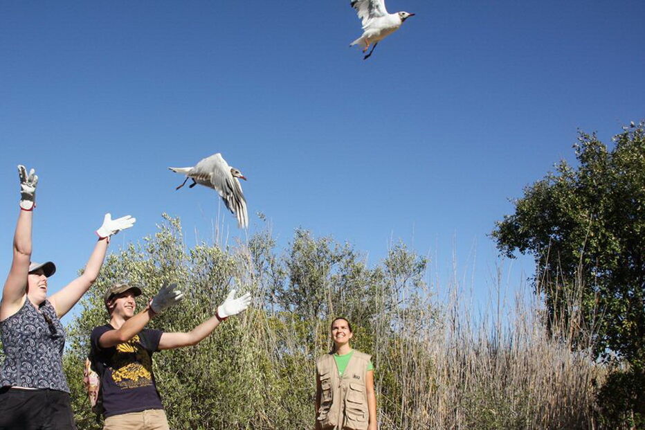 Oito peneireiros que foram tratados e recuperados na Quinta do Marim foram libertados na passada sexta-feira   