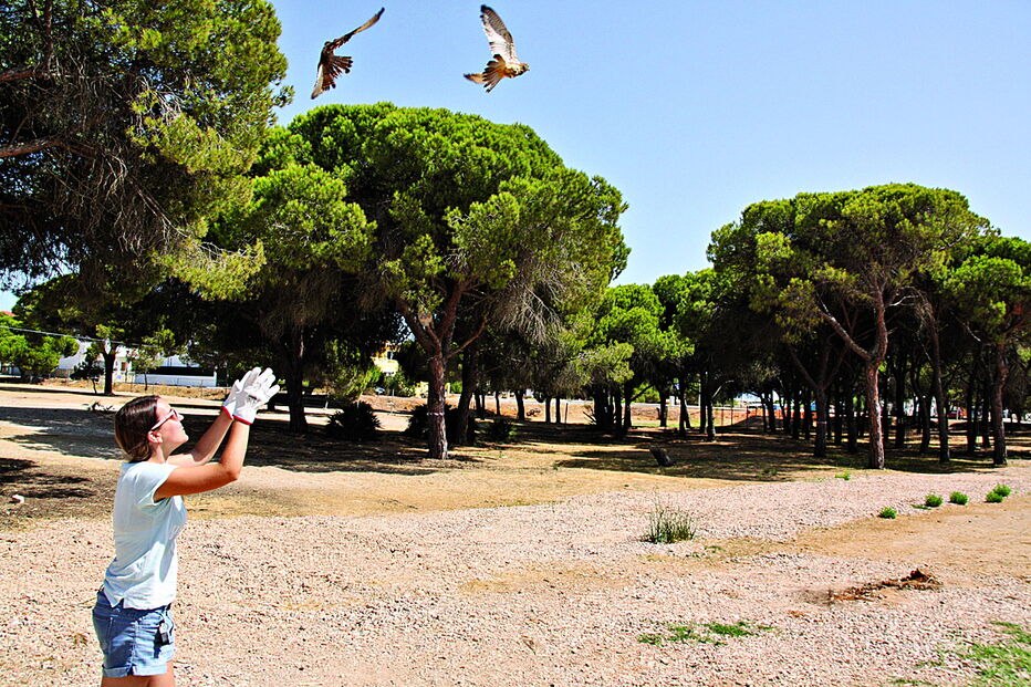 Oito peneireiros que foram tratados e recuperados na Quinta do Marim foram libertados na passada sexta-feira   
