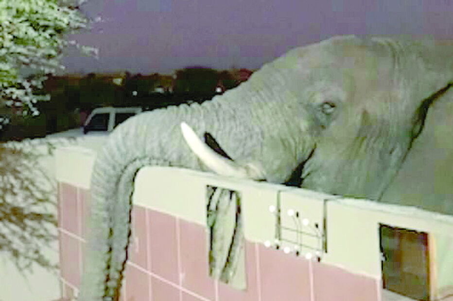 Turistas em safari surpreendidos por elefante que invade casa de banho para beber água