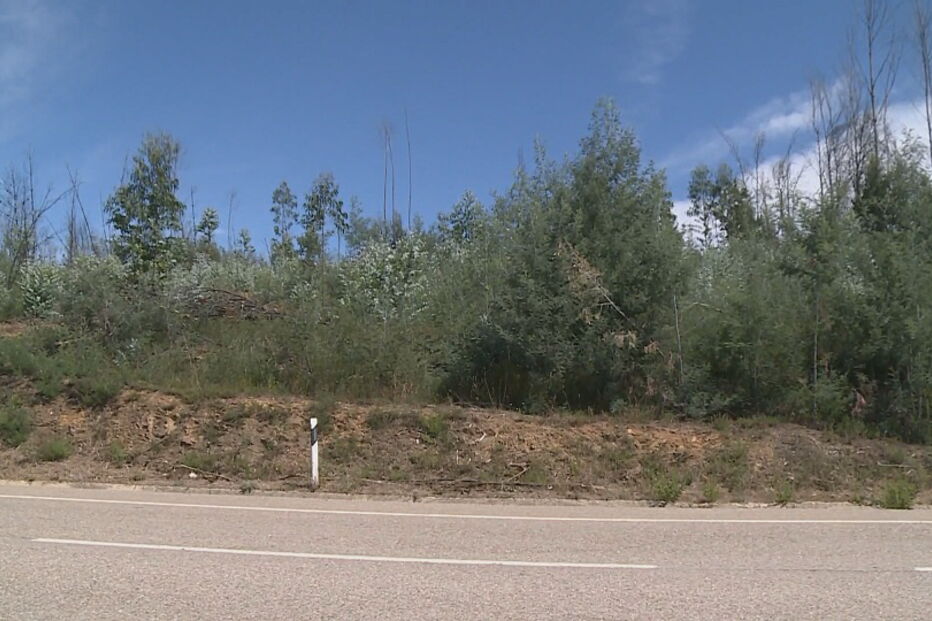 PJ procura corpo de inglês desaparecido há um ano em Pedrógão Grande