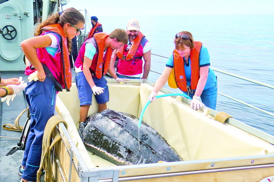 Animal foi acompanhado pelos técnicos do Zoomarine