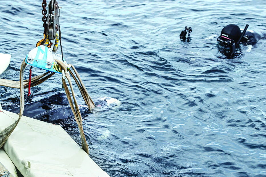 Grua ajudou a colocar o animal no mar