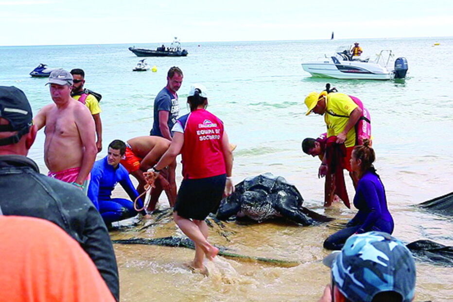 Resgate da tartaruga foi feito no dia 20 de junho, na meia praia, em lagos, depois de ter ficado presa em redes.