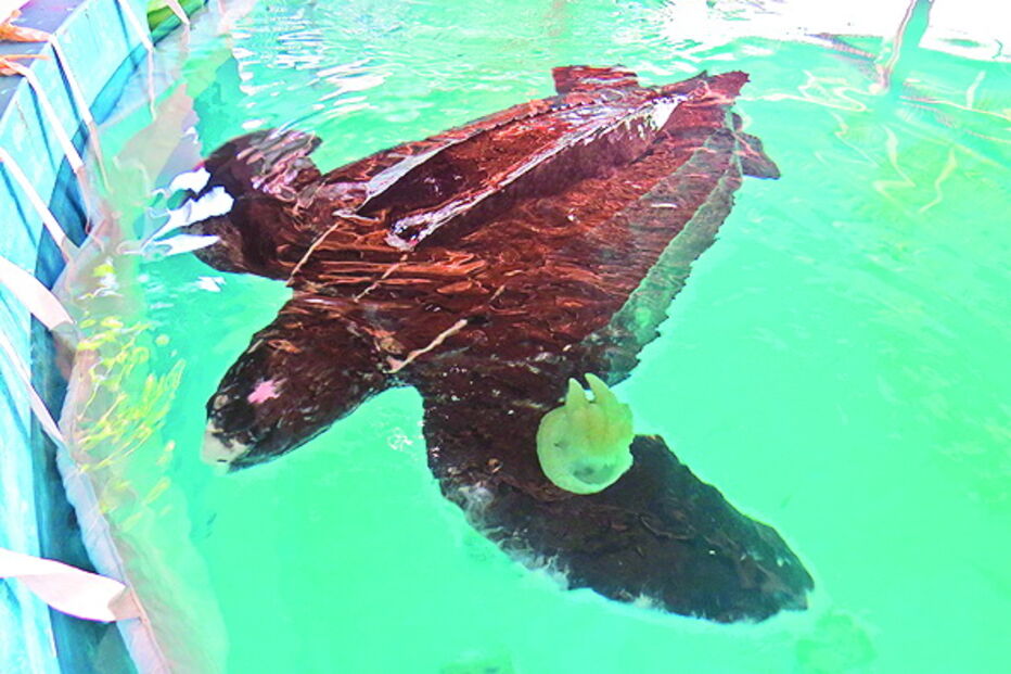 alimentação foi feita à base de medusas capturadas por pescadores de vila real de santo e barreiro. 