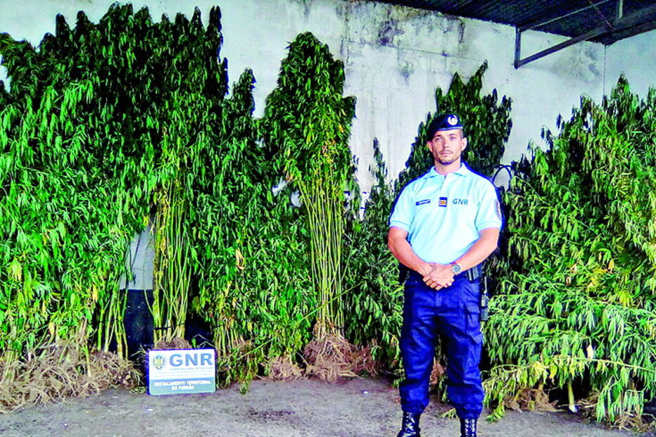 Plantas de canábis apreendidas    
