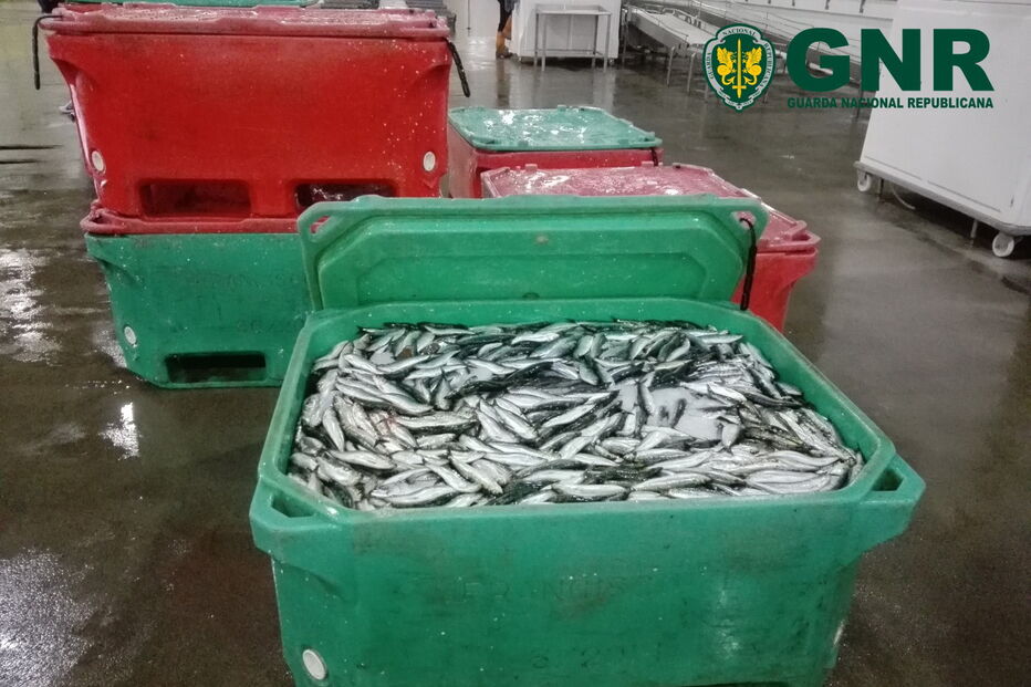 Mais de duas toneladas de sardinha apreendidas em Aveiro