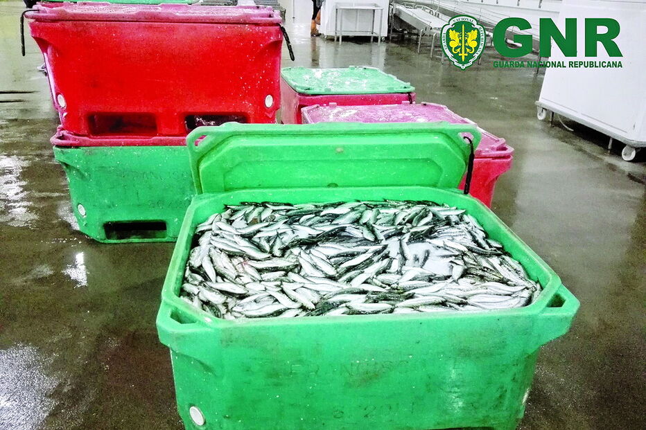 Apreendidas mais de duas toneladas de sardinha descarregadas de duas embarcações 