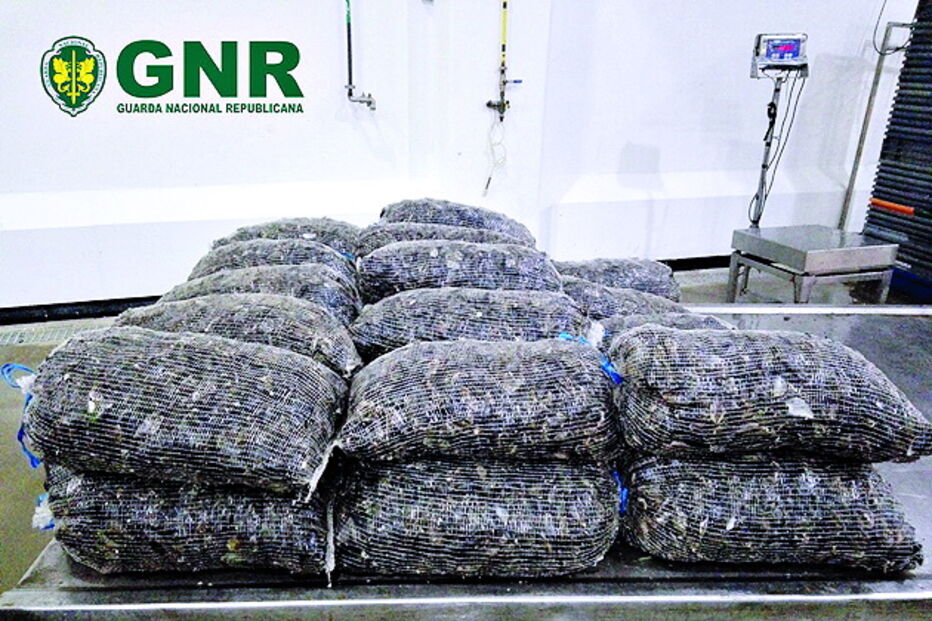 248 quilos de mexilhão vinham num barco que infringiu a lei  