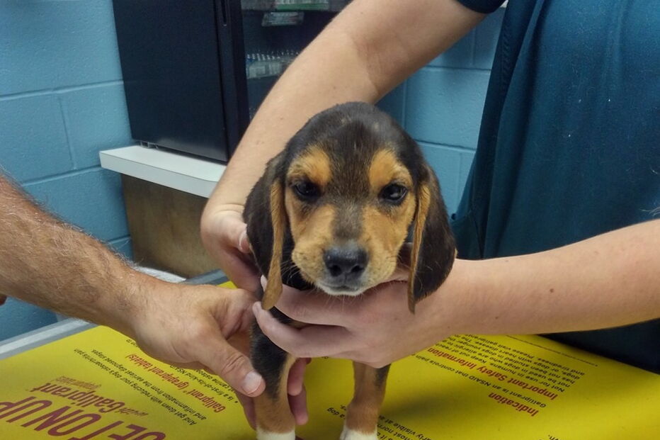 Beagle abandonado à beira da estrada
