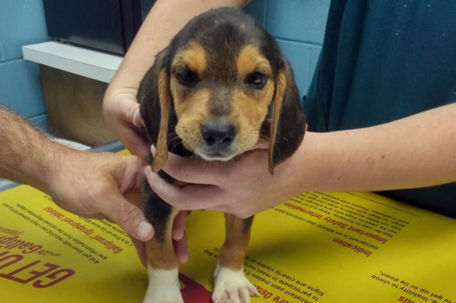 Beagle abandonado à beira da estrada	