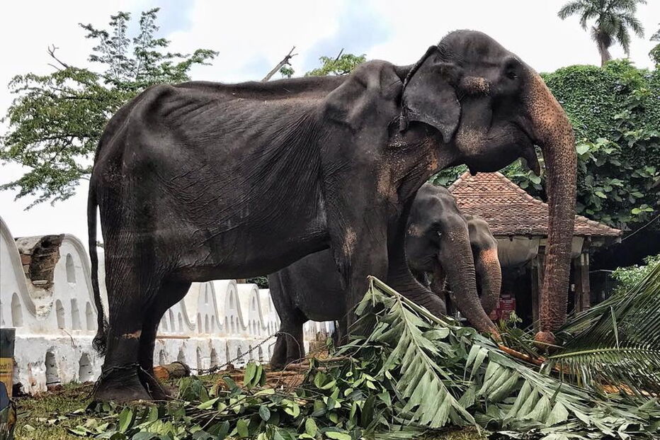 Elefante de 70 anos desnutrido usado como atração de festival no Sri Lanka