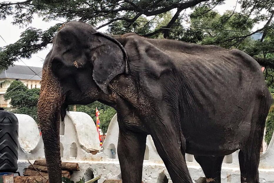 Elefante de 70 anos desnutrido usado como atração de festival no Sri Lanka