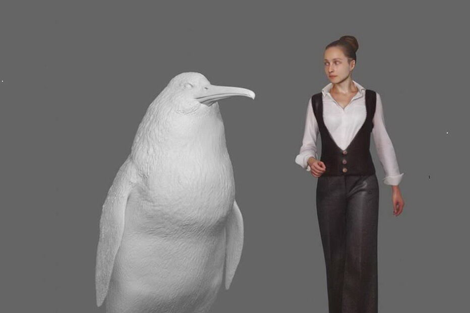 Investigadores neozelandezes descobrem fóssil de pinguim do tamanho de um homem