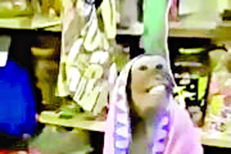 Primata atrevido rouba véu a mulher    