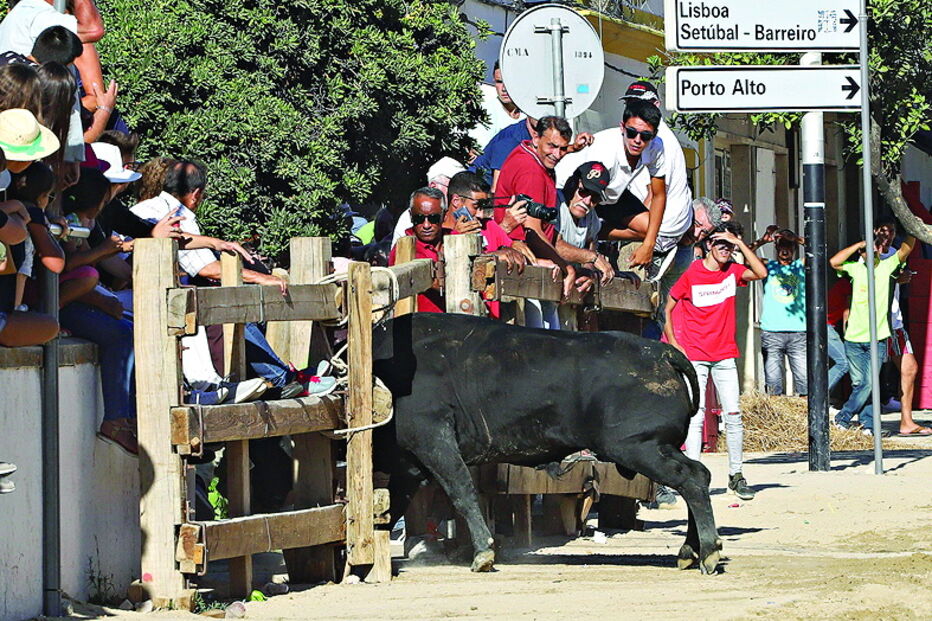 Largadas de toiros deixam 17 pessoas feridas em Alcochete