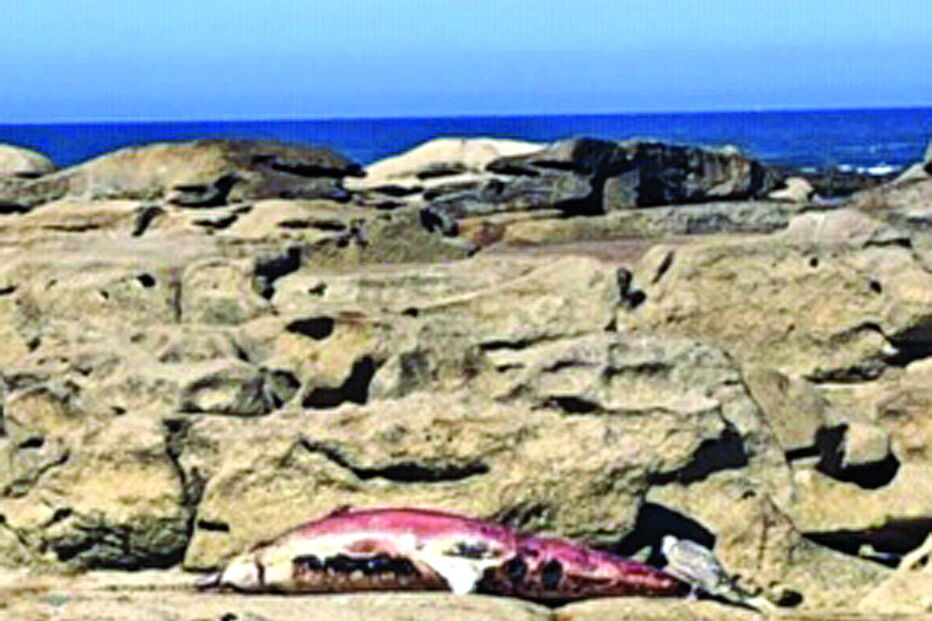 Golfinho foi esquecido junto à praia em Caminha