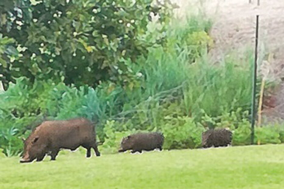 Javalis têm sido avistados na Encosta do Sol