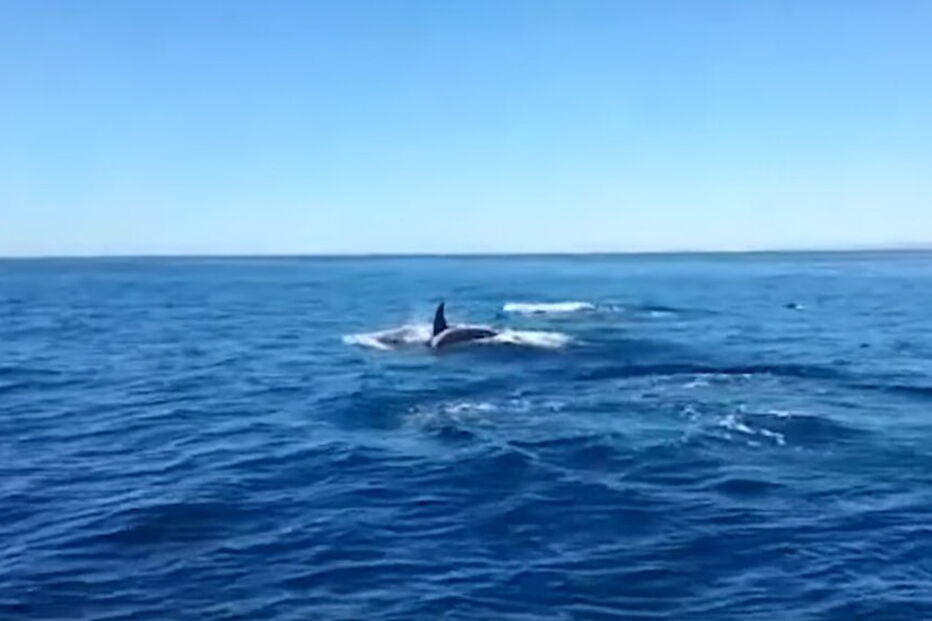 Família de 15 orcas avistada no Algarve durante passeio turístico 