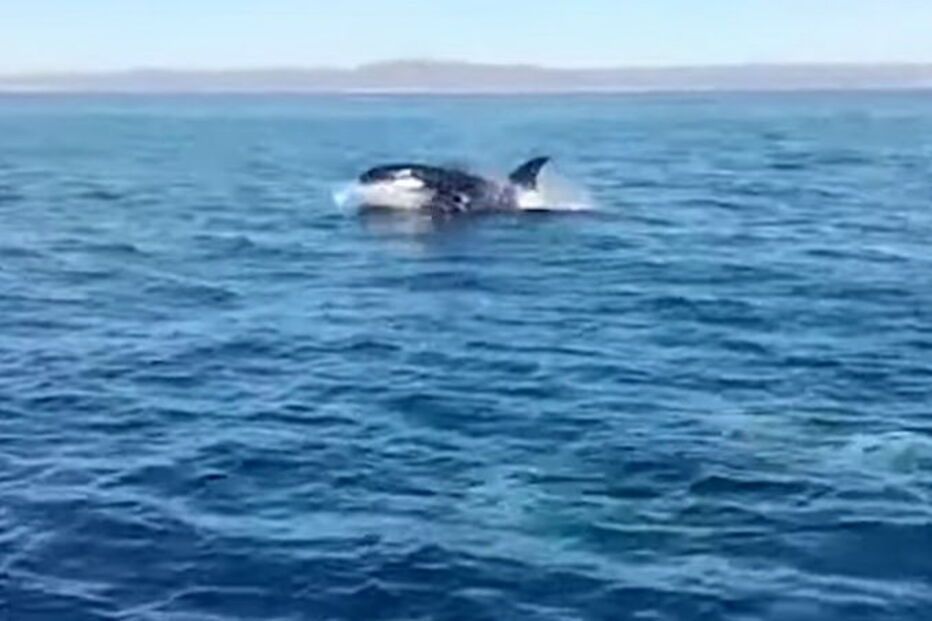 Família de 15 orcas avistada no Algarve durante passeio turístico 