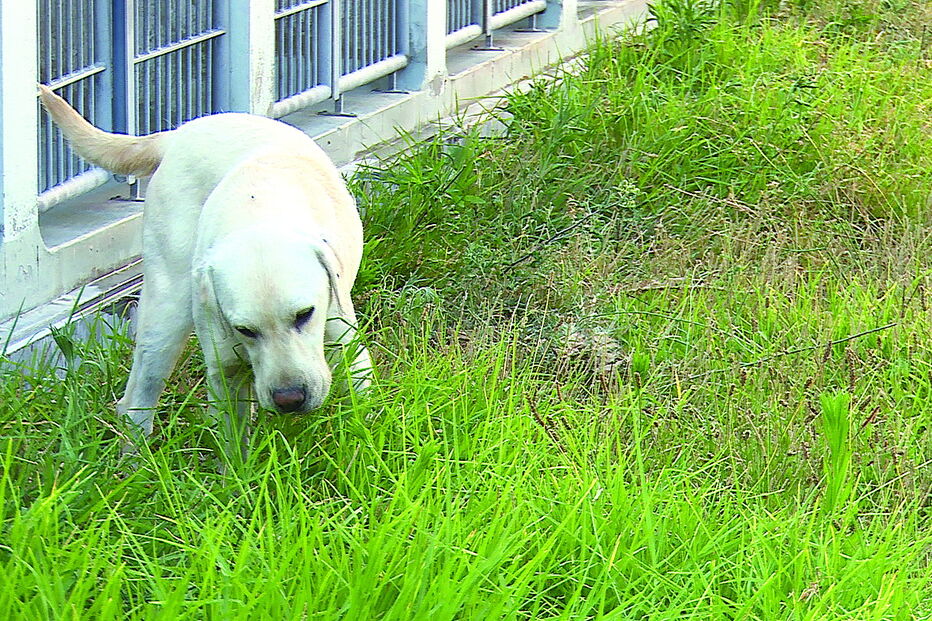 Centro de Recolha Oficial é alvo de críticas 