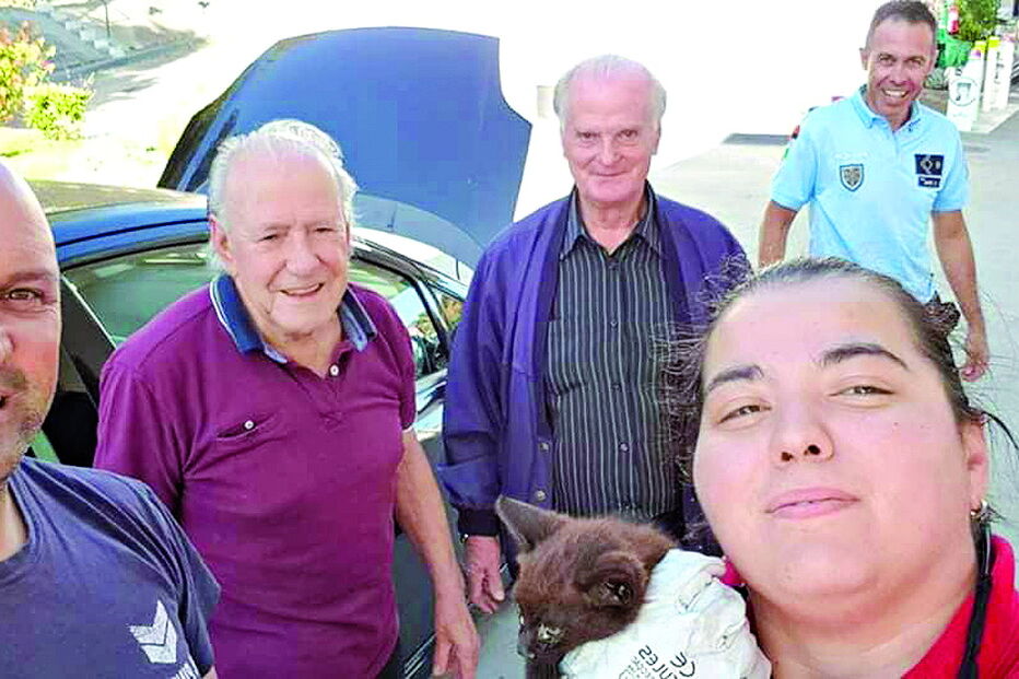 Bombeiros e PSP resgatam gato bebé em Vila Nova de Gaia  