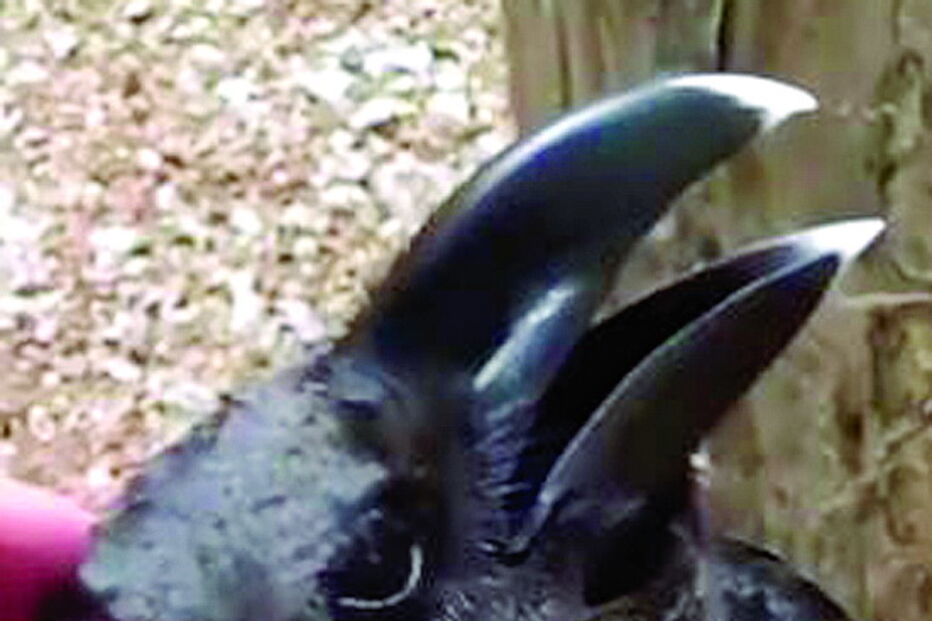 Corvo ou coelho? O novo dilema da Internet