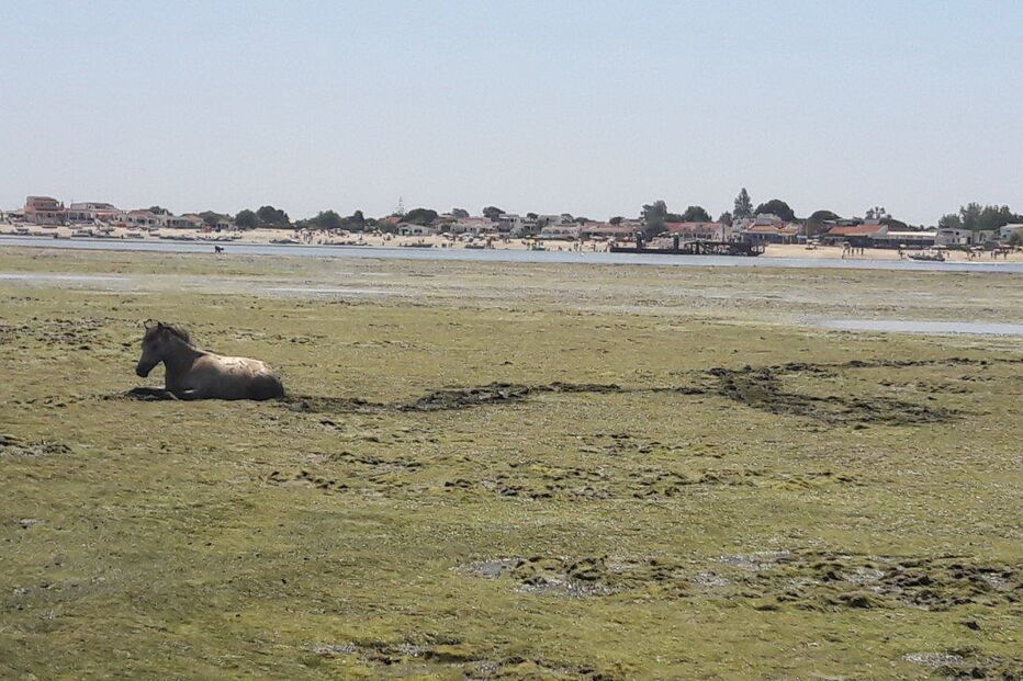 Cavalo fica preso numa das margens da Ria Formosa