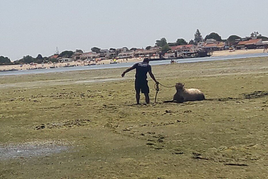 Cavalo fica preso numa das margens da Ria Formosa