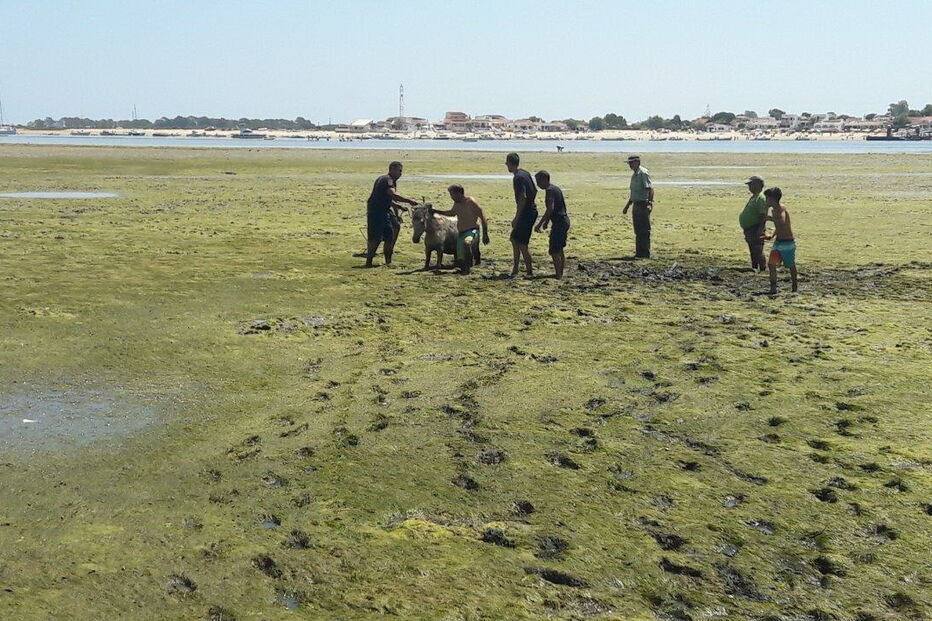 Cavalo fica preso numa das margens da Ria Formosa
