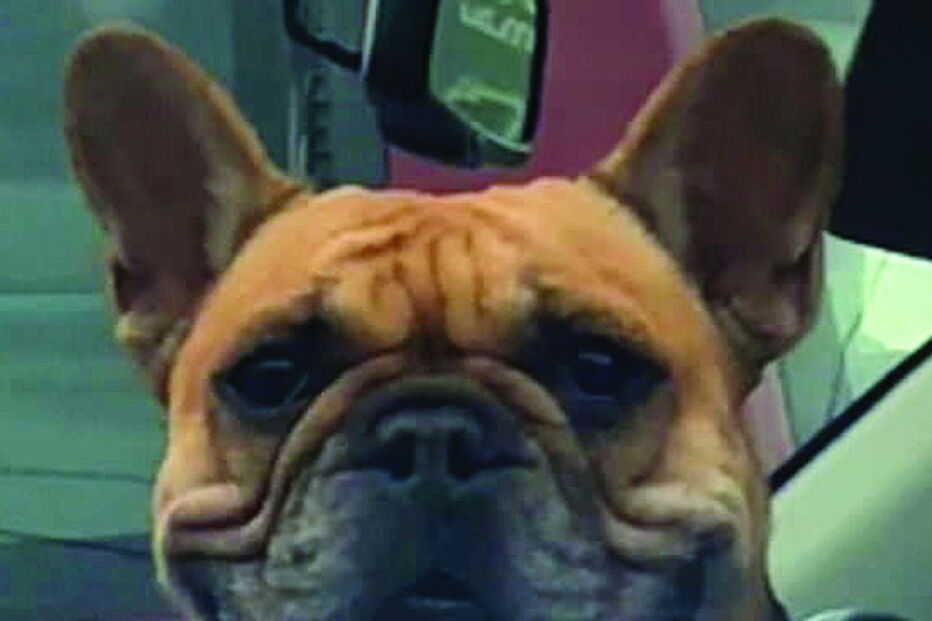 Cão sorri para condutor quando estavam parados nos semáforos