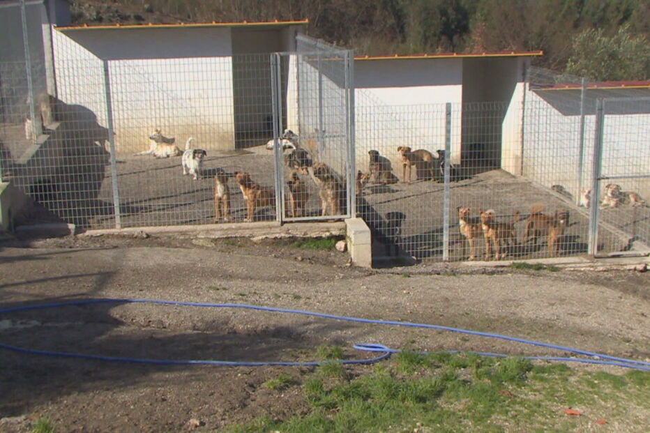 2019-08-22_17_24_44 Canis lotados disparam ataque de cães.jpg