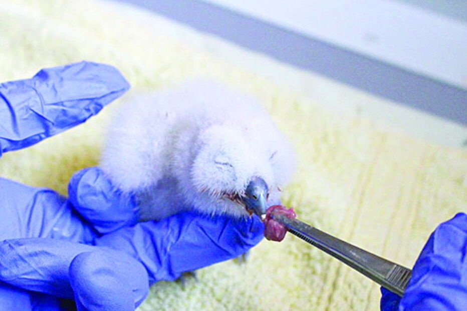 Coruja a ser alimentada