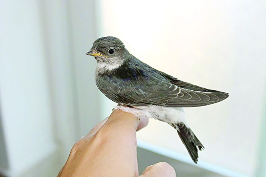 Andorinha-dos-beirais