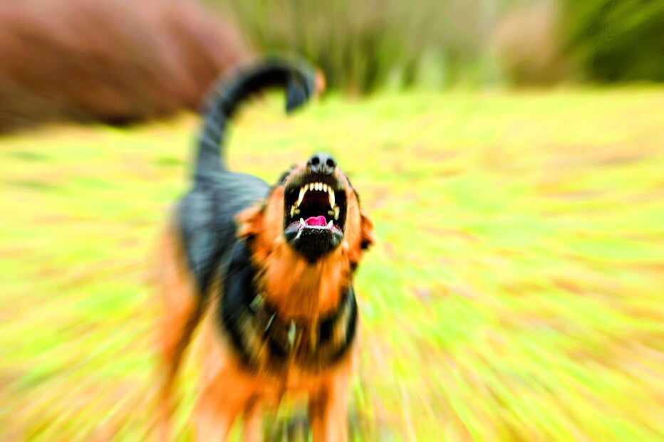 Cães abandonados têm originado o surgimento de matilhas, algumas das quais agressivas, no concelho de Matosinhos