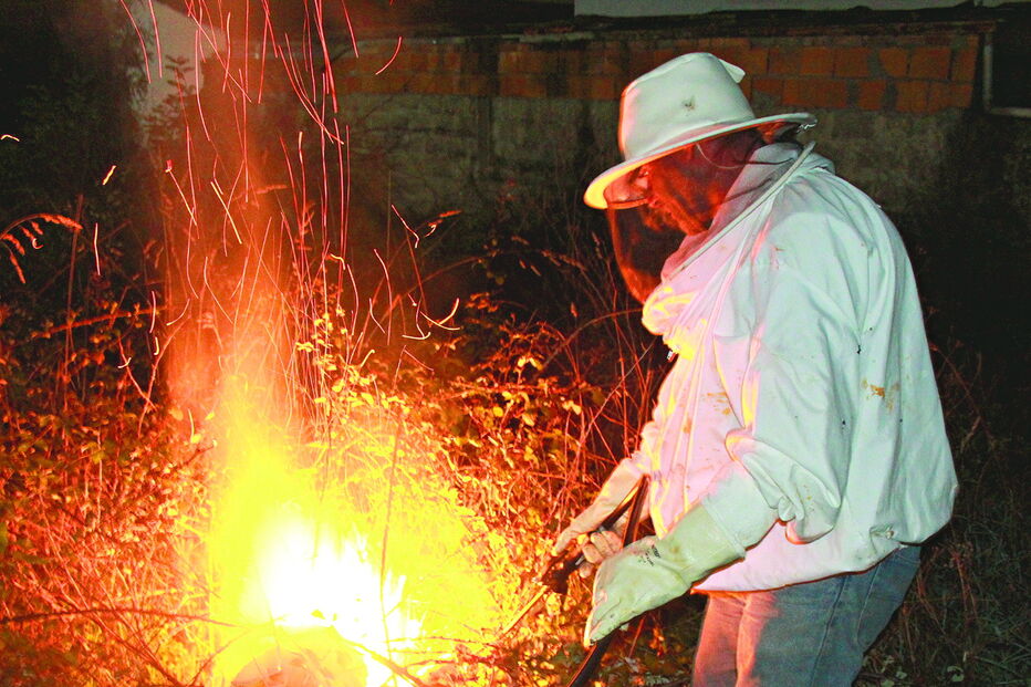 Destruição de ninhos de vespa-asiática permitiu resolver mais de 30 mil casos em todo o País 