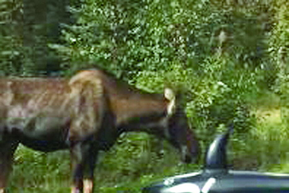 Alce invade festa e bebe água da piscina