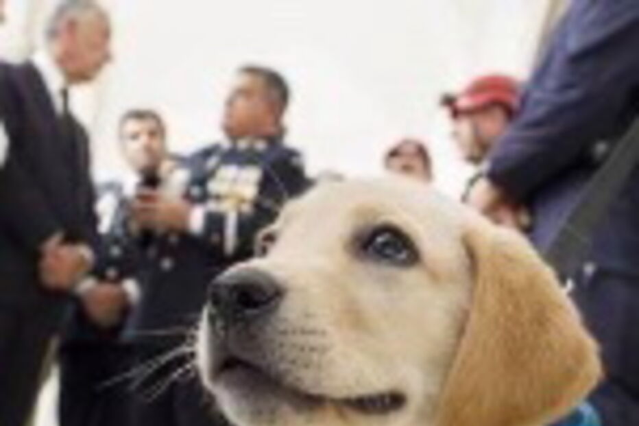 GNR, associação entre patas, polícia segurança pública, Labrador Retriever Rescue Portugal