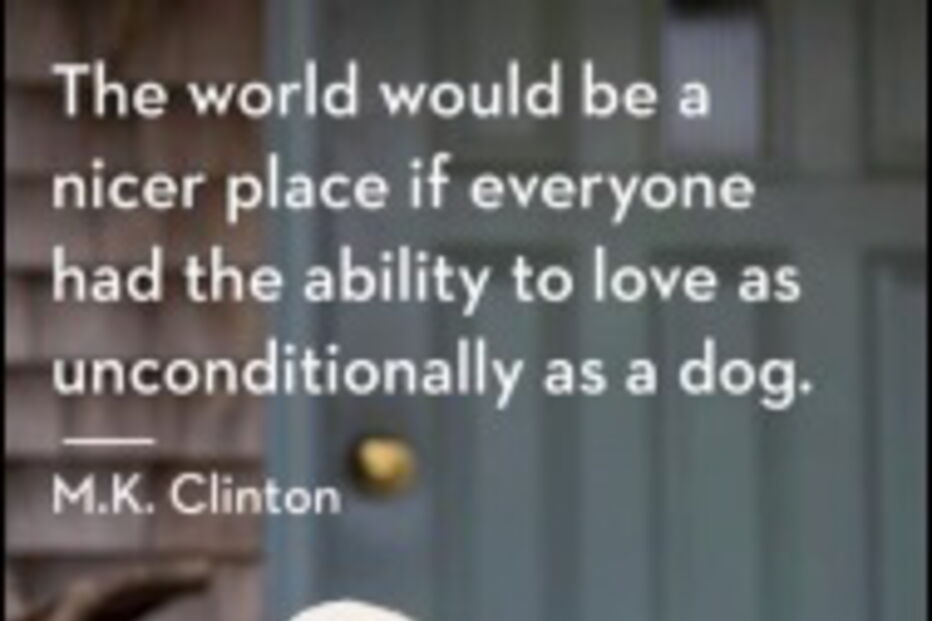 GNR, associação entre patas, polícia segurança pública, Labrador Retriever Rescue Portugal