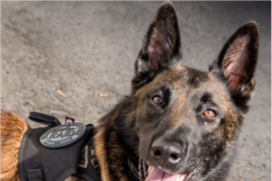 GNR, associação entre patas, polícia segurança pública, Labrador Retriever Rescue Portugal