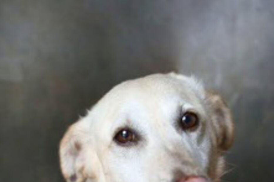 2019-08-26_17_34_17 APAMG - Associação Protectora Animais Marinha Grande.jpg