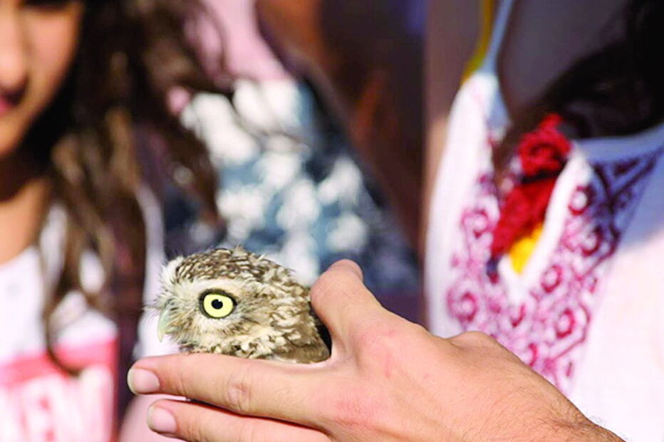 Mocho libertado após ter estado ilegalmente em cativeiro 