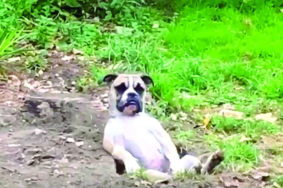 Cachorro faz cadeira de repouso no jardim