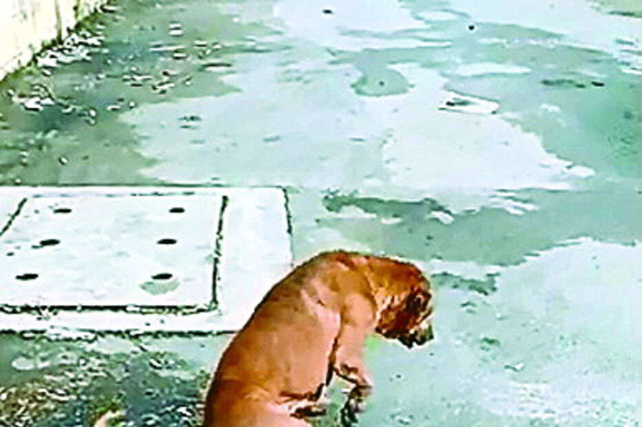 Cão finge ter a pata partiga para conquistar atenção de quem passa