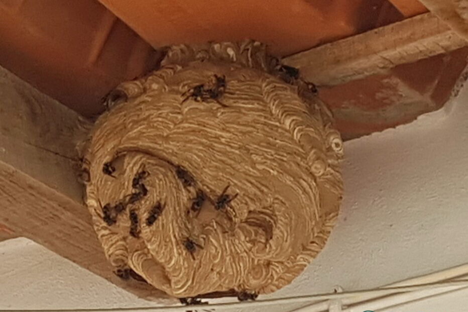 Proteção Civil destrói ninho de vespa velutina em Torres Vedras