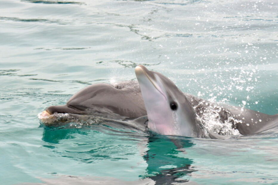 Golfinho bebé