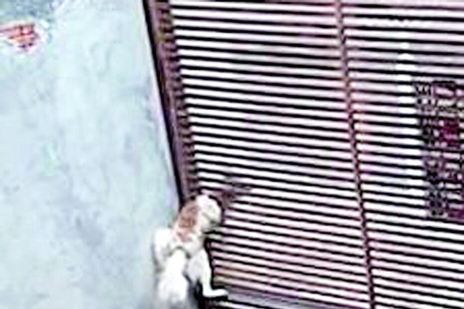 Cão contorcionista escapa do quintal por minúscula abertura de vedação