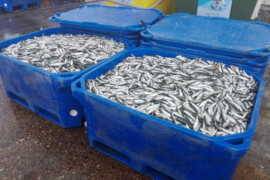 GNR apreendeu mais de três toneladas de sardinha em Aveiro e Olhão