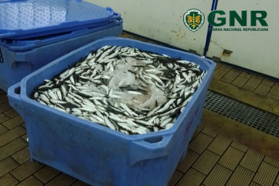 GNR apreendeu mais de três toneladas de sardinha em Aveiro e Olhão